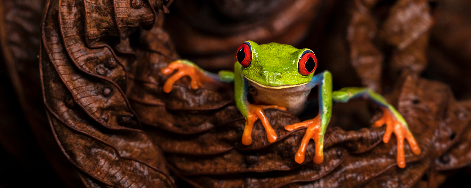 Ecology Tours and packages in Costa Rica