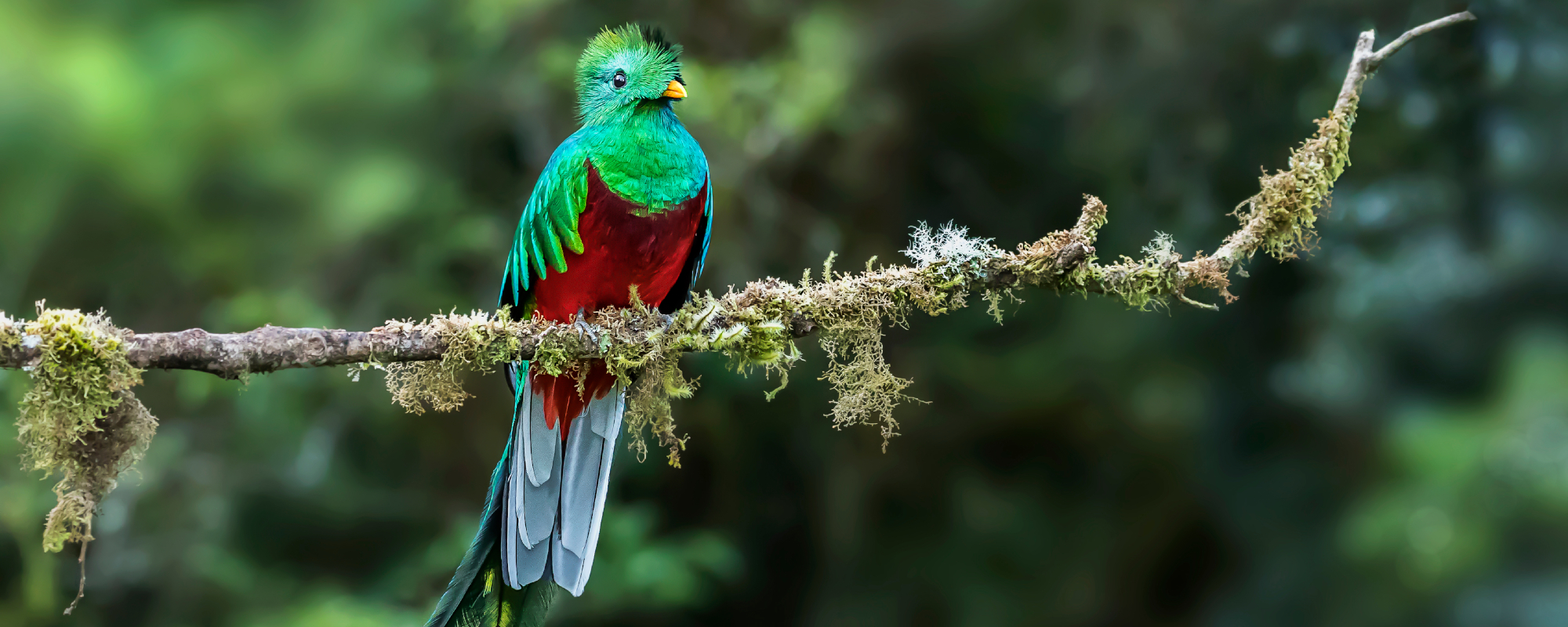 Birdwatching Packages in Costa Rica