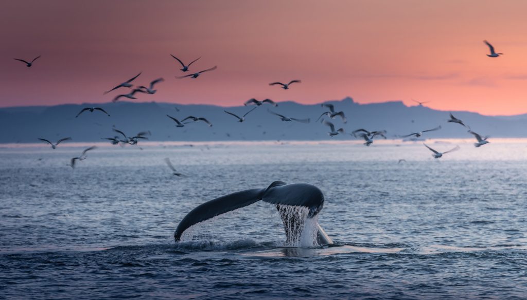 Humpback Whale