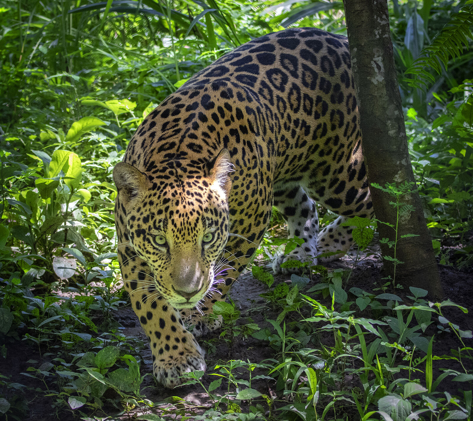 Wildcats of Costa Rica Jaguars Pumas Costa Rican Trails