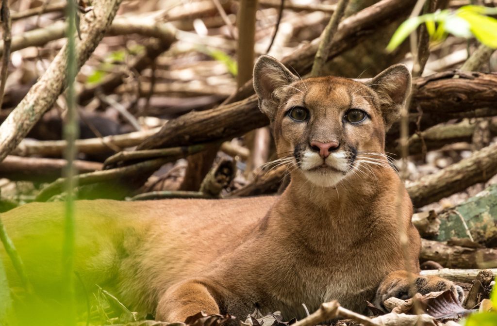 Puma costa rica online
